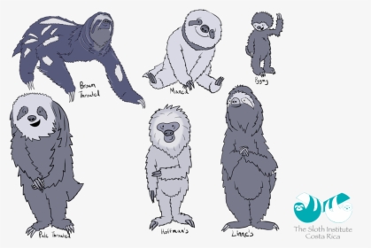An Illustration Of Sloth Types, HD Png Download, Free Download