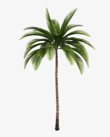 Aesthetic Palm Tree Png, Transparent Png, Free Download