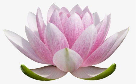 Lotus Flower Png - Colored Lotus Flower Drawing, Transparent Png, Free Download
