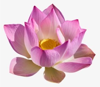Lotus Png Background - Sacred Lotus, Transparent Png, Free Download
