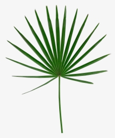 Transparent Palm Leaf Png, Png Download, Free Download