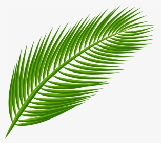 Arecaceae Palm Leaf Transparent Png File Hd Clipart, Png Download, Free Download