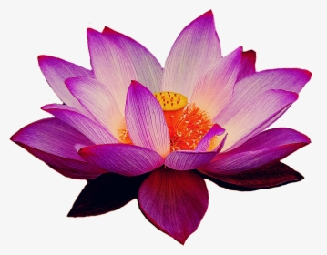 Lotus Png Images Transparent Background - Lotus Flower Png Transparent, Png Download, Free Download