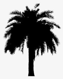 Asian Palmyra Palm Date Palm Leaf Palm Trees Silhouette - Date Palm Tree Silhouette, HD Png Download, Free Download