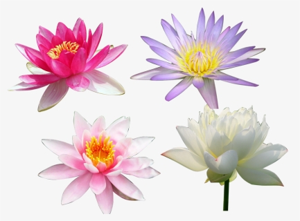 Nelumbo Nucifera Computer File - Variety Of Lotus Flower, HD Png Download, Free Download