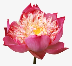 Lotus Flowers, Decorate, Pink Lotus, Many Wings - Loto Flower Png, Transparent Png, Free Download