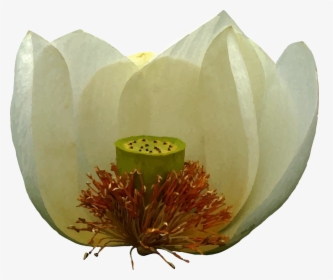 A White Lotus Flower - Sacred Lotus, HD Png Download, Free Download
