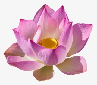 Lotus Flower Png - Lotus Png, Transparent Png, Free Download