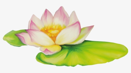 Nelumbo Nucifera Flor De Dibujo Clip Art - Lotus Pot Clipart, HD Png Download, Free Download