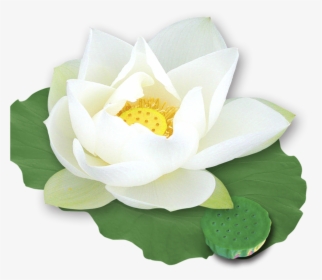 Nelumbo Nucifera Template Transprent - White Lotus Flower Png, Transparent Png, Free Download