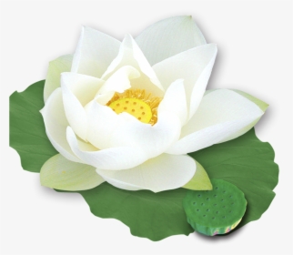 Lotus Png Images Free Transparent Lotus Download Kindpng