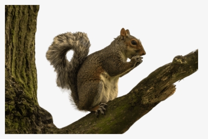 Squirrel On Tree Branch, HD Png Download, Free Download