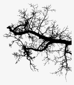 Tree-branch - Branch, HD Png Download, Free Download