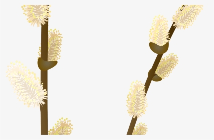 Willow Tree Branch Transparent Png Clip Art Image Gallery - Willow Tree Easter Png, Png Download, Free Download