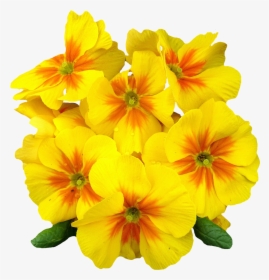 Png Format Images Of Flowers - Evening Primrose Oil Vitamin E 400 Mg Cod Liver Oil, Transparent Png, Free Download