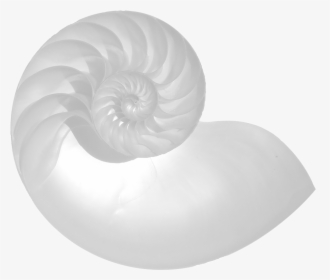 Chambered Nautilus, HD Png Download, Free Download