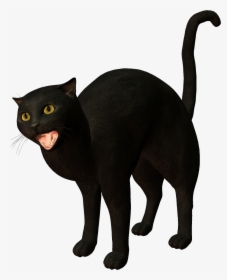 Bombay Cat Burmese Cat Korat Black Cat - Cat, HD Png Download, Free Download