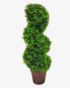 Topiary Tree Spiral - Grass, HD Png Download, Free Download