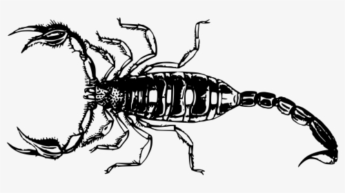 Scorpion Transparent Png - Scorpion Png, Png Download, Free Download