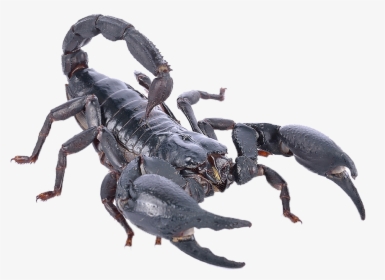 Poisonous Scorpion Png Photo - Scorpion, Transparent Png, Free Download