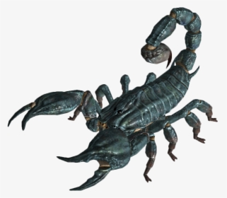 Scorpion Png Image - Fallout 3 Radscorpion, Transparent Png, Free Download