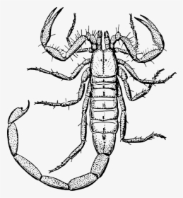 Scorpion Svg Clip Arts - Clipart Black And White Scorpion, HD Png Download, Free Download