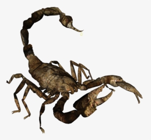 Scorpion No Background - Scorpion, HD Png Download, Free Download