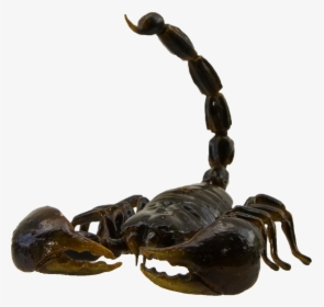 Scorpion Movie Prop In Slightly Larger Than Full Scale - Scorpion, HD Png Download, Free Download