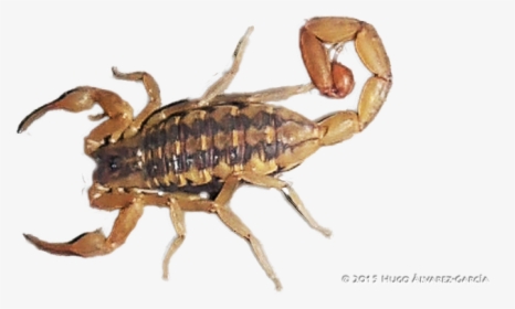 Centruroides Suffusus, HD Png Download, Free Download