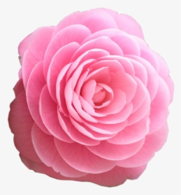 Pink Rose Clipart Real - Beautiful Rose Flowers Hd, HD Png Download, Free Download