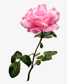 Rose Pink Flower Desktop Wallpaper Clip Art - Pink Rose Transparent Background, HD Png Download, Free Download