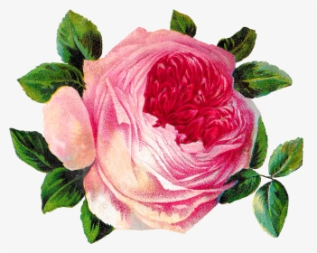 Pink Rose Clipart Png Format - Rose, Transparent Png, Free Download