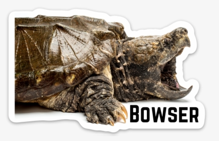 Bowser Sticker - Bowser Reptarium, HD Png Download, Free Download