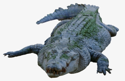 Crocodile Png Image - Transparent Crocodile, Png Download, Free Download