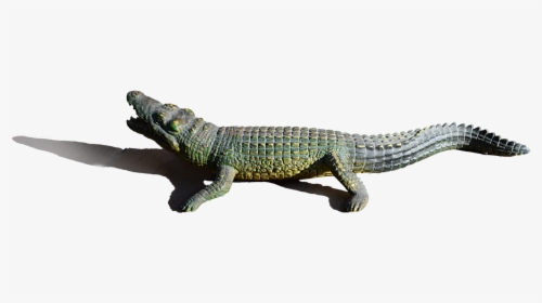 Real Alligator Png Image Background - American Crocodile, Transparent Png, Free Download