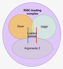 Risc-loading Complex - Risc Complex, HD Png Download, Free Download