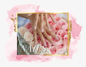 Tncb Featurebanner Nails - Garden Roses, HD Png Download, Free Download