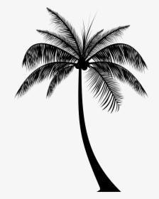Transparent Palm Tree Silhouette Png - Silhouette Palm Trees Png, Png Download, Free Download