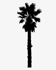 California Palm Tree Vector, HD Png Download, Free Download