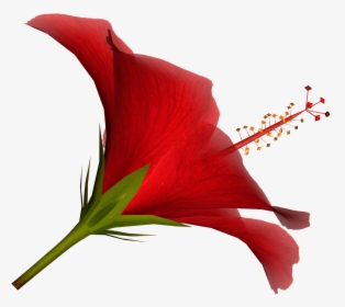 Flower Gallery Wallpaper Hd - Tropical Flower Red Png, Transparent Png, Free Download