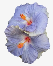 Blue Flowers Polyvore Moodboard Filler - Flower Png Moodboard, Transparent Png, Free Download