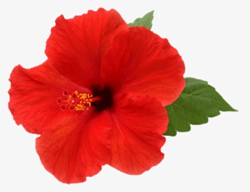 Hibiscus Png Picture - Transparent Background Hibiscus Png, Png Download, Free Download