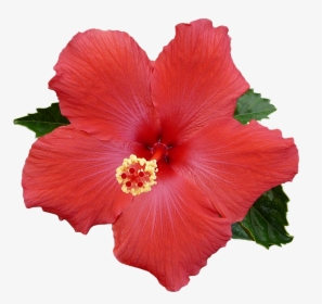 Collection Of Free Hibiscus Transparent Background, HD Png Download, Free Download