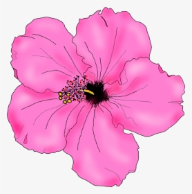Flowers For Simple Hibiscus Flower Drawing - Pink Hibiscus Flower Drawing, HD Png Download, Free Download
