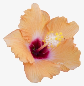 Thumb Image - Free Hibiscus Flower Png, Transparent Png, Free Download