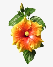 Hibiscus, Cut, Out, HD Png Download, Free Download