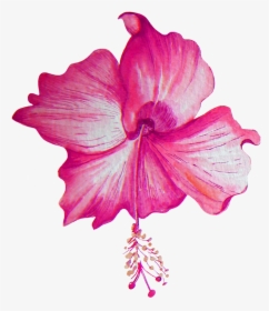 Beautiful Hibiscus Flower Transparent Png - Portable Network Graphics, Png Download, Free Download