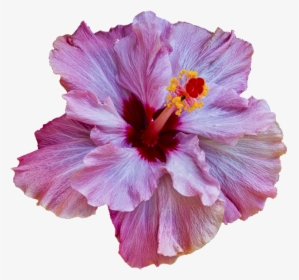 Transparent Tropical Flower Clipart - Transparent Tropical Flower Png, Png Download, Free Download