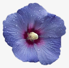 #flower #hibiscus #interesting #blossom #blue #purple - Hibiscus Syriacus Blue Moon, HD Png Download, Free Download