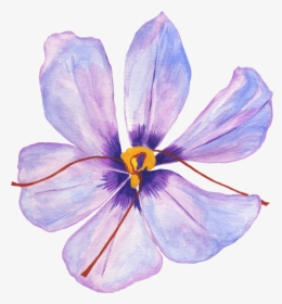 Lilac Hibiscus , Png Download - Lilac Hibiscus, Transparent Png, Free Download